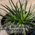 Small image of AGAVE